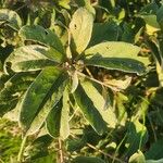 Terminalia prunioides Leaf