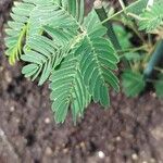 Mimosa pudica Folla