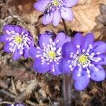 Anemone hepaticaFloare