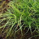 Carex esenbeckii 整株植物