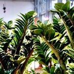 Zamioculcas zamiifolia Blatt