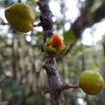 Menepetalum schlechteri Fruit