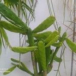 Opuntia triacanthos Leaf