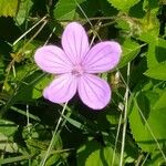 Geranium asphodeloides Blomst