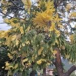 Calocedrus decurrens Leht