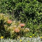 Leucospermum cordifolium Fleur