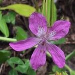 Erodium manescavi ফুল