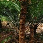 Cycas seemannii Koor