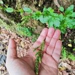 Rumex roseus Blüte