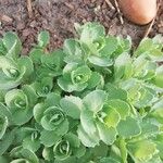 Sedum spurium 葉