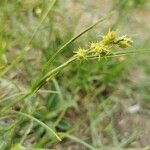Cenchrus spinifex Fruto