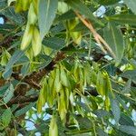 Fraxinus angustifolia Fruit