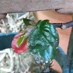 Begonia fuchsioides Blomma