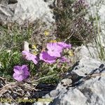 Erodium rodiei Облик