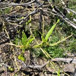 Solanum aviculare Levél