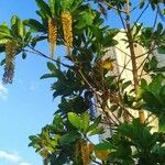 Lophanthera lactescens Hoja