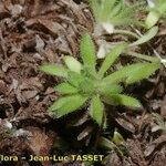 Saxifraga muscoides Habitus