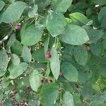 Amelanchier ovalis Blad