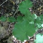 Geranium rotundifolium Leaf