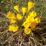 Narcissus bulbocodium Habit