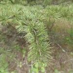 Larix occidentalis Leaf