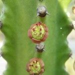 Euphorbia neriifolia Fleur