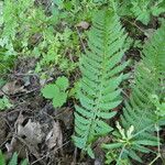 Polystichum aculeatum Blad