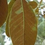 Rhododendron arizelum Leaf