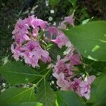 Weigela florida Diğer