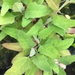 Chenopodium berlandieri Foglia