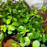 Peperomia rotundifolia Lapas