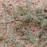 Astragalus vogelii Leaf