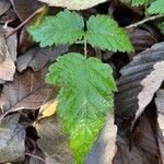 Rubus ursinusLeaf