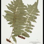 Cyathea cyatheoides Folla