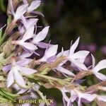 Campylanthus salsoloides Flor