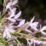 Campylanthus salsoloides Flower