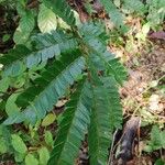 Pentaclethra macrophylla Hoja