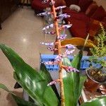 Aechmea fendleri Kvet