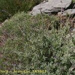 Nepeta nepetella 形態