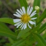 Symphyotrichum × salignum Flower