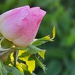 Rosa corymbifera Flor
