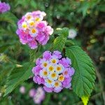 Lantana montevidensis Цвят