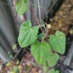 Thunbergia alata Blad