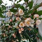 Camellia rosthorniana Flower