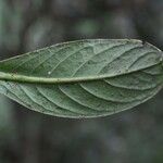 Chassalia gaertneroides Hoja