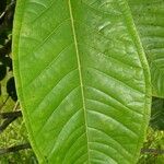 Miconia trinervia Leaf