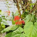 Clerodendrum paniculatum Flower