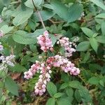 Persicaria campanulata Flower