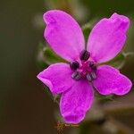 Erodium acauleΛουλούδι