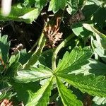 Potentilla inclinata Leaf